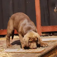 Champ, a male Labrador Retriever for sale in Tazewell, VA – Photo 6 of 9