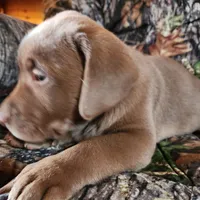 Champ, a male Labrador Retriever for sale in Tazewell, VA – Photo 3 of 6