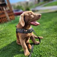 Champ, a male Labrador Retriever for sale in Tazewell, VA – 6 of 10