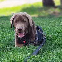 Champ, a male Labrador Retriever for sale in Tazewell, VA – Photo 8 of 9