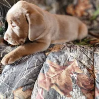 Champ, a male Labrador Retriever for sale in Tazewell, VA – Photo 5 of 6