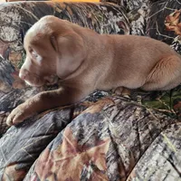 Champ, a male Labrador Retriever for sale in Tazewell, VA – Photo 6 of 6