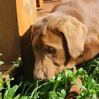 Champ, a male Labrador Retriever for sale in Tazewell, VA – 5 of 10