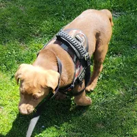 Champ, a male Labrador Retriever for sale in Tazewell, VA – Photo 7 of 9
