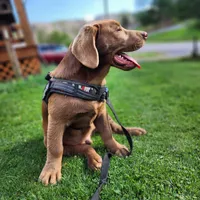 Champ, a male Labrador Retriever for sale in Tazewell, VA – 7 of 10