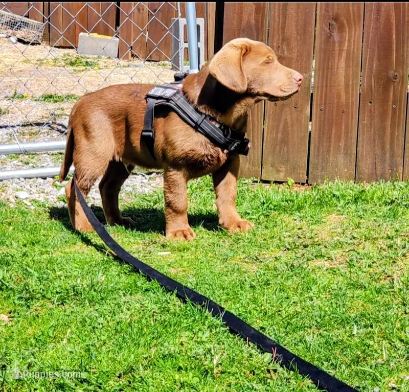 Champ – Labrador Retriever puppy for sale in Tazewell, VA