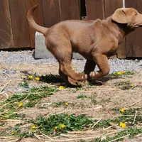 Champ, a male Labrador Retriever for sale in Tazewell, VA – Photo 5 of 9