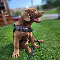 Champ, a male Labrador Retriever for sale in Tazewell, VA – 10 of 10