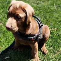 Champ, a male Labrador Retriever for sale in Tazewell, VA – Photo 9 of 9