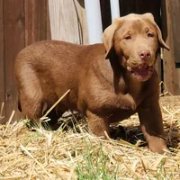 Champ, a male Labrador Retriever for sale in Tazewell, VA – Photo 4 of 9