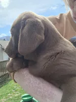 Big joe, a male Labrador Retriever for sale in Tazewell, VA – Photo 3 of 6