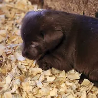 Big joe, a male Labrador Retriever for sale in Tazewell, VA – Photo 4 of 6