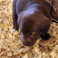 Big joe, a male Labrador Retriever for sale in Tazewell, VA – Photo 1 of 6