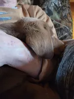 Big joe, a male Labrador Retriever for sale in Tazewell, VA – Photo 5 of 6