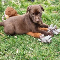 Big joe, a male Labrador Retriever for sale in Tazewell, VA – Photo 6 of 6