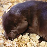 Big joe, a male Labrador Retriever for sale in Tazewell, VA – Photo 2 of 6