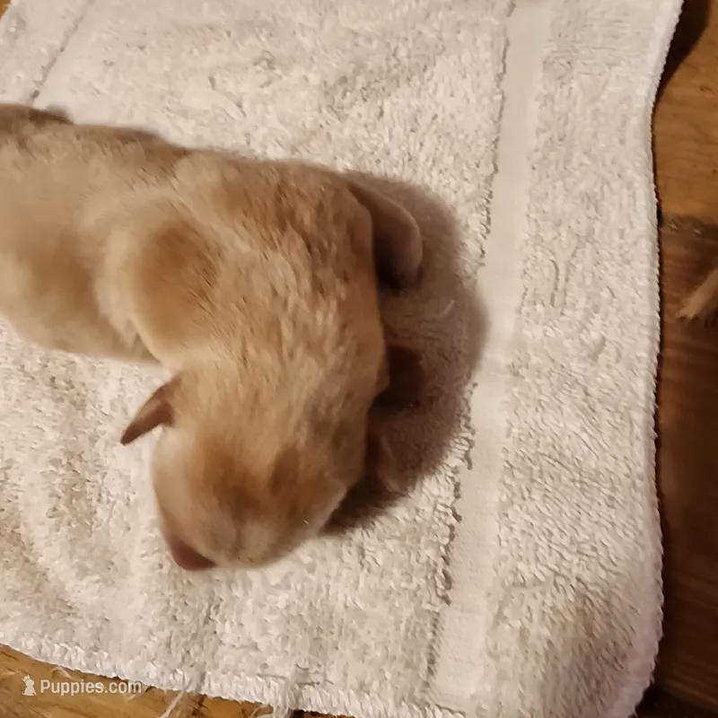 Red – Labrador Retriever puppy for sale in Tazewell, VA