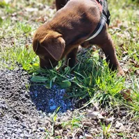 Bird of paradise , a female Labrador Retriever for sale in Tazewell, VA – Photo 7 of 8