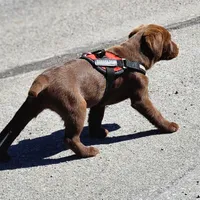 Bird of paradise , a female Labrador Retriever for sale in Tazewell, VA – Photo 5 of 8