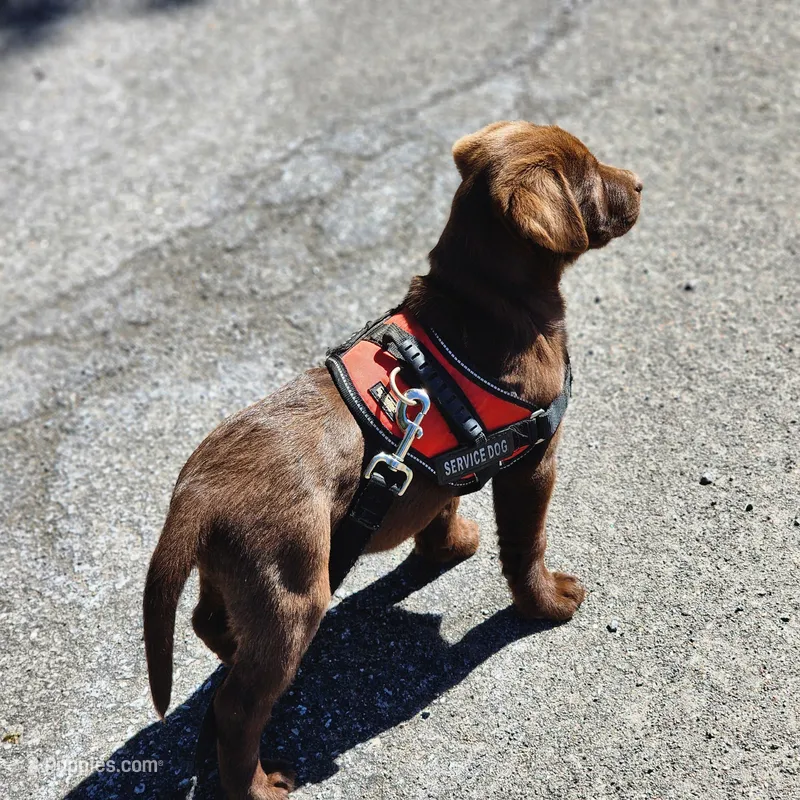 Bird of paradise  – Labrador Retriever puppy for sale in Tazewell, VA
