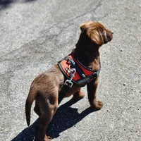 Bird of paradise , a female Labrador Retriever for sale in Tazewell, VA – Photo 1 of 8