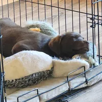 Bird of paradise , a female Labrador Retriever for sale in Tazewell, VA – Photo 8 of 8