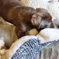 Bird of paradise , a female Labrador Retriever for sale in Tazewell, VA – Photo 6 of 8