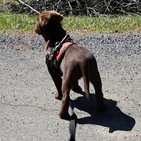 Bird of paradise , a female Labrador Retriever for sale in Tazewell, VA – Photo 4 of 8