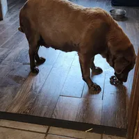 Caily, a  Labrador Retriever for sale in Tazewell, VA – Photo 4 of 4