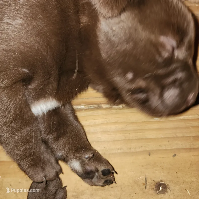 Brut – Labrador Retriever puppy for sale in Tazewell, VA