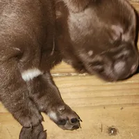 Brut, a male Labrador Retriever for sale in Tazewell, VA – 1 of 3