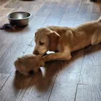 Buddy , a male Labrador Retriever for sale in Tazewell, VA – 5 of 7