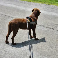 Bailey , a female Labrador Retriever for sale in Tazewell, VA – 3 of 5