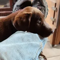 Daisy , a female Labrador Retriever for sale in Tazewell, VA – 7 of 7