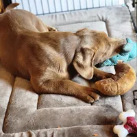 Champ, a male Labrador Retriever for sale in Tazewell, VA – 7 of 9