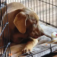 Champ, a male Labrador Retriever for sale in Tazewell, VA – 2 of 9
