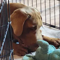 Champ, a male Labrador Retriever for sale in Tazewell, VA – 5 of 9