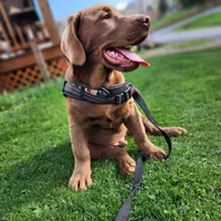 Champ, a male Labrador Retriever for sale in Tazewell, VA – 1 of 9