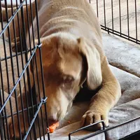 Champ, a male Labrador Retriever for sale in Tazewell, VA – 9 of 9