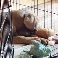 Champ, a male Labrador Retriever for sale in Tazewell, VA – 4 of 9