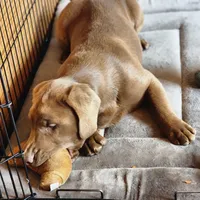 Champ, a male Labrador Retriever for sale in Tazewell, VA – 6 of 9