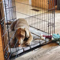Champ, a male Labrador Retriever for sale in Tazewell, VA – 8 of 9