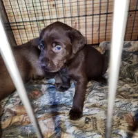 Red, a female Labrador Retriever for sale in Tazewell, VA – 4 of 4