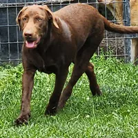 Bailey , a female Labrador Retriever for sale in Tazewell, VA – 3 of 4