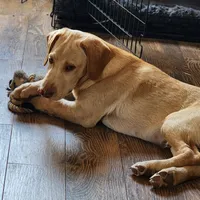 Buddy , a male Labrador Retriever for sale in Tazewell, VA – 4 of 7