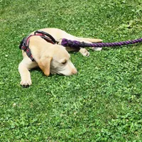 Colt, a male Labrador Retriever for sale in Tazewell, VA – 7 of 10