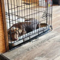 Ben, a male Labrador Retriever for sale in Tazewell, VA – 6 of 6