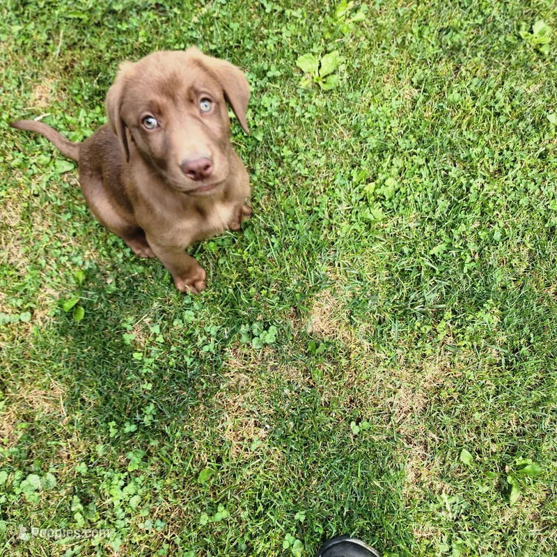 Rowdy  – Labrador Retriever puppy for sale in Tazewell, VA