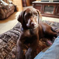 Daisy , a female Labrador Retriever for sale in Tazewell, VA – 5 of 7