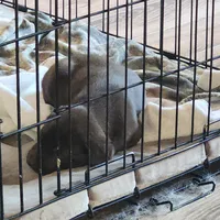 Juno, a female Labrador Retriever for sale in Tazewell, VA – 3 of 3